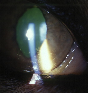 Fig. 3