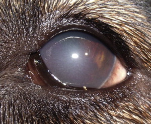 Fig. 2