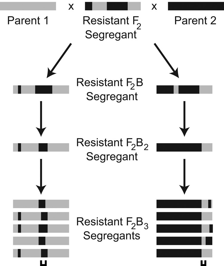 FIGURE 1: