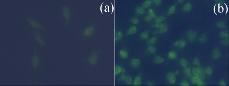 Fig. 13