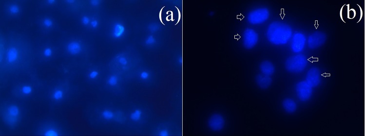 Fig. 14