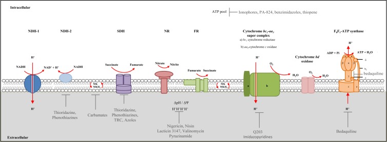 FIG 1