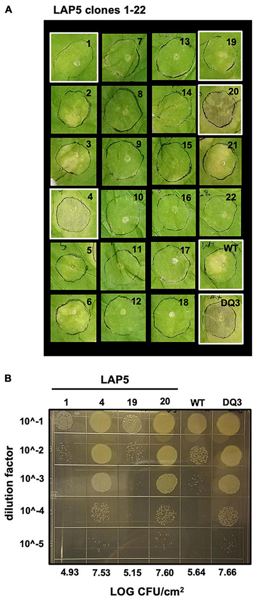 FIGURE 5