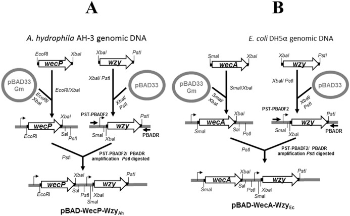 Fig 6