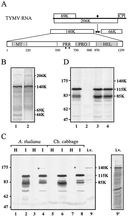 FIG. 1.