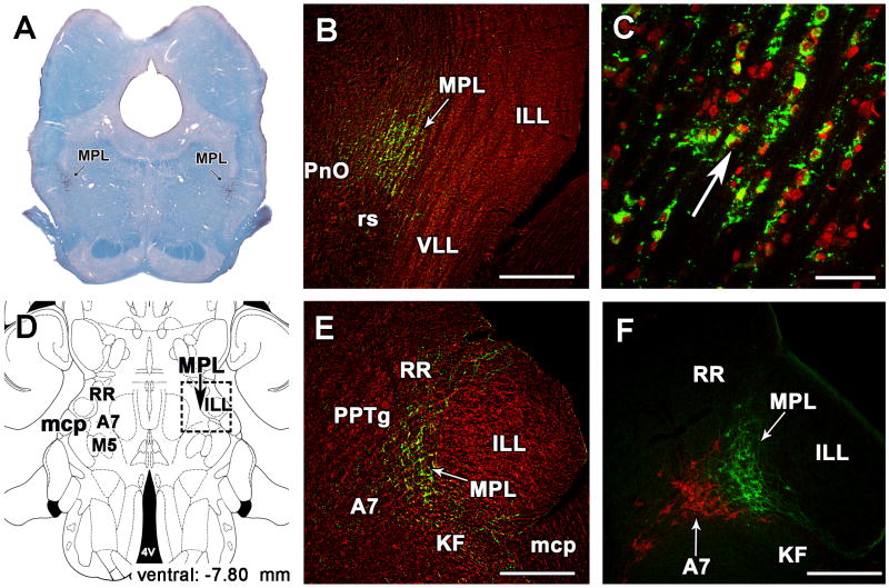 Fig. 4