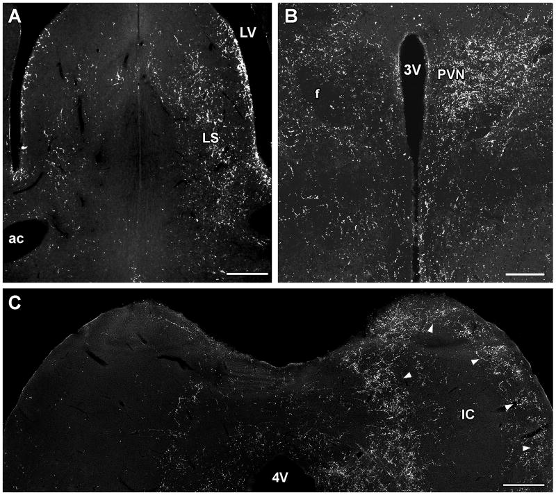 Fig. 8