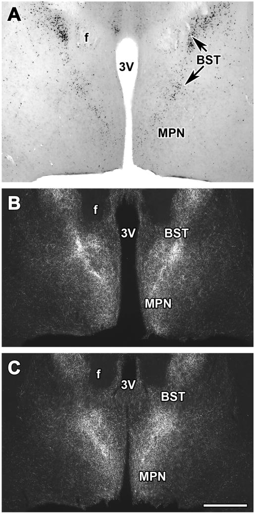 Fig. 11