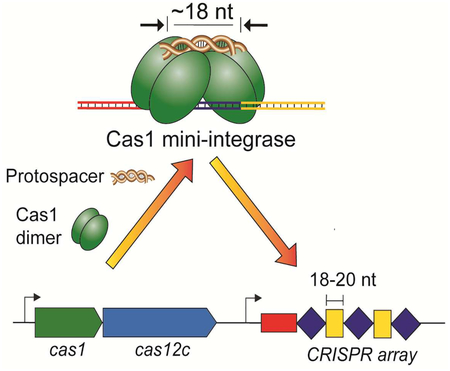 graphic file with name nihms-1518299-f0001.jpg