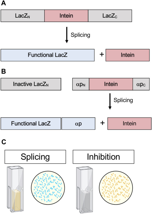 FIGURE 7