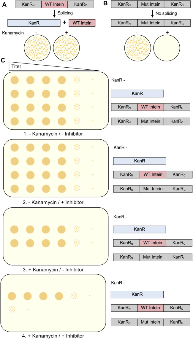 FIGURE 4