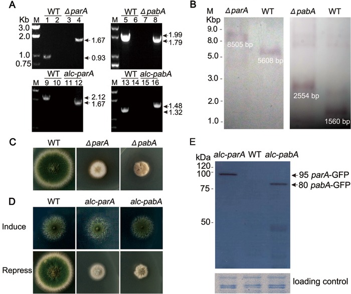 FIG 2