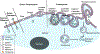 Figure 22.