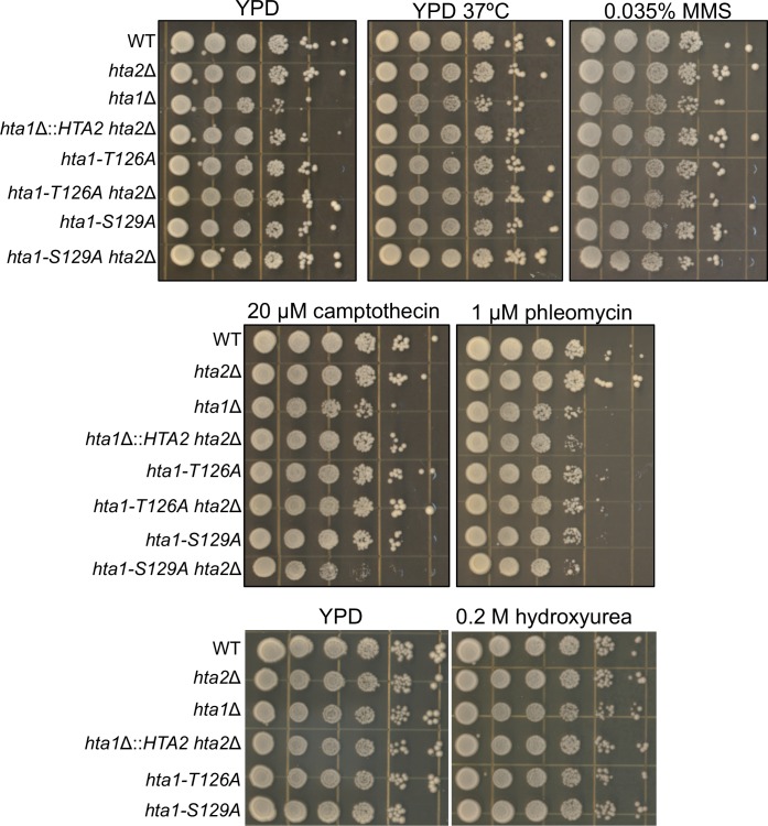 Figure 1—figure supplement 2.