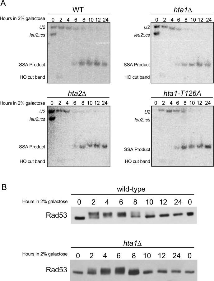 Figure 4—figure supplement 1.