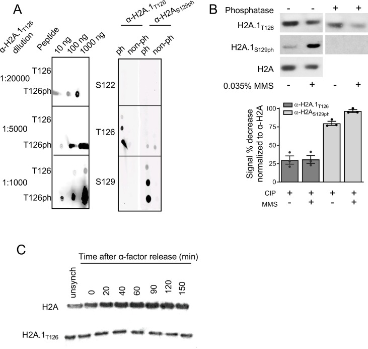 Figure 3—figure supplement 1.