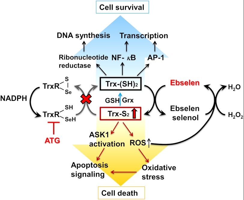 SCHEME 1.