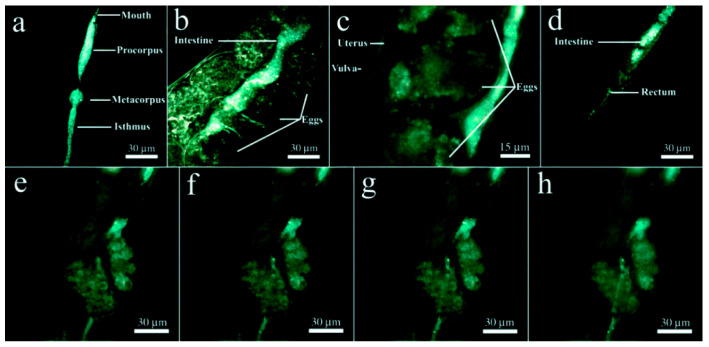 Figure 7