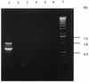 FIG. 5