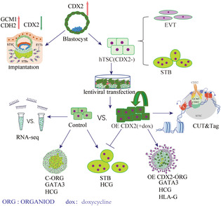 graphic file with name CPR-57-e13729-g005.jpg