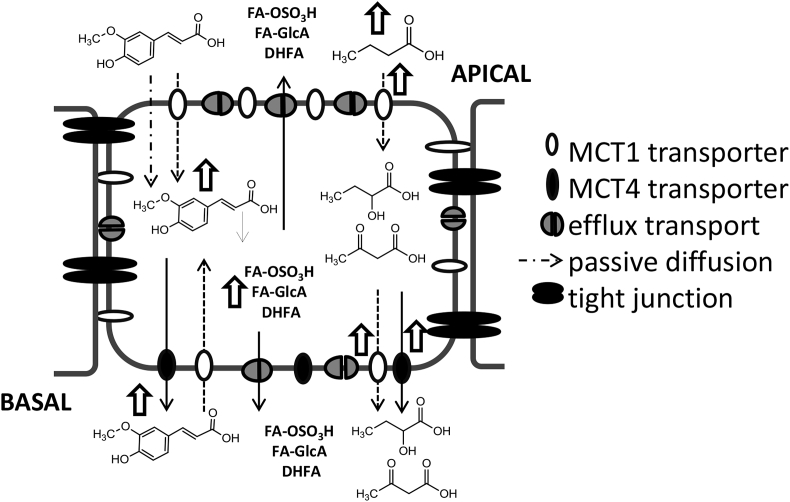 Fig. 8