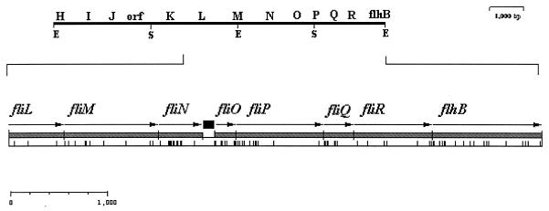 FIG. 1