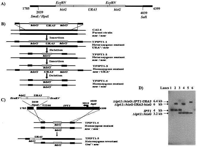 FIG. 1.