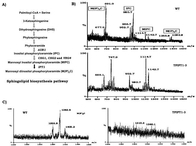 FIG. 2.