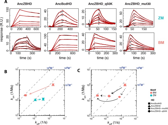 Figure 3—figure supplement 2.