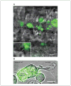 Figure 2.18.2