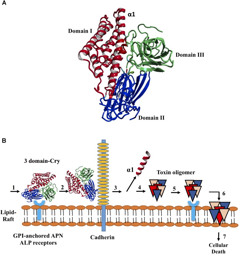 FIGURE 1