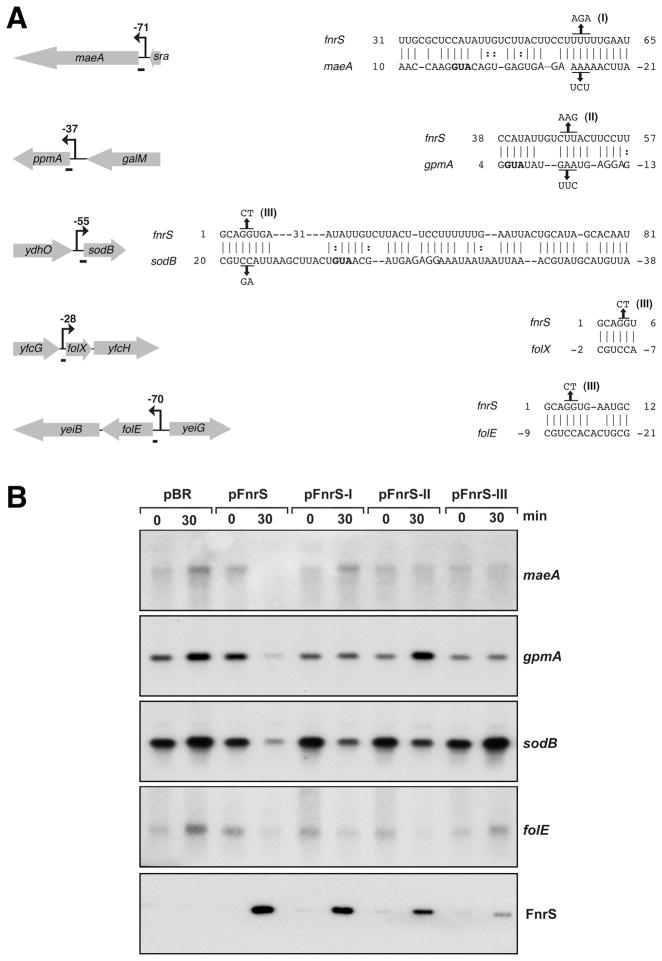 Fig. 5