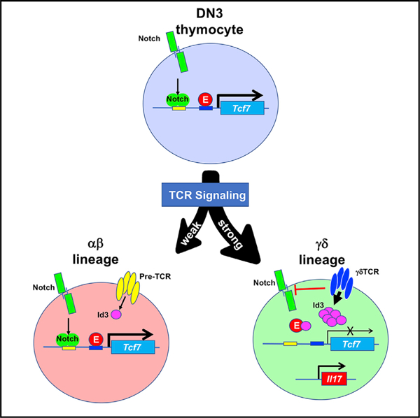 graphic file with name nihms-1669643-f0001.jpg