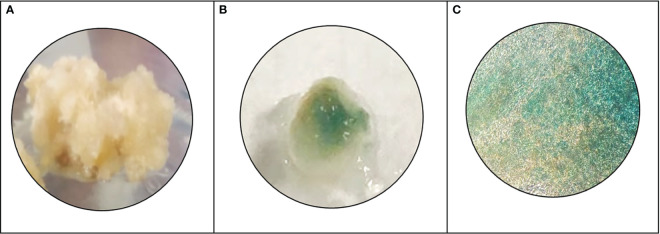 Figure 5