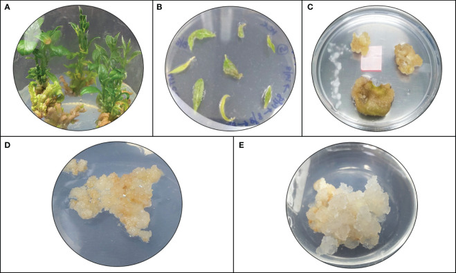 Figure 4