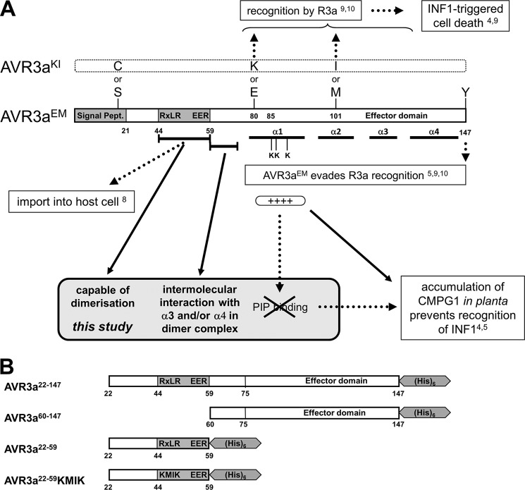 SCHEME 1.