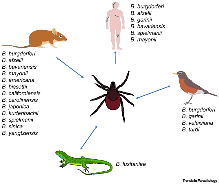 Figure 3.