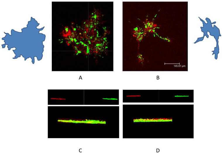 Figure 12