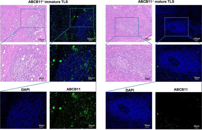 Fig 3: