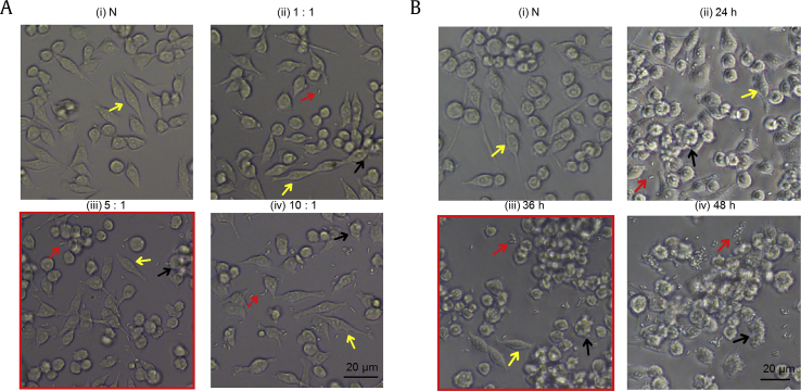 Fig. 2