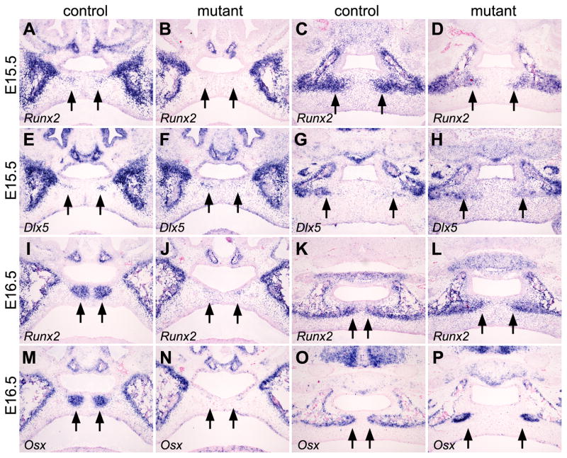 Fig. 10