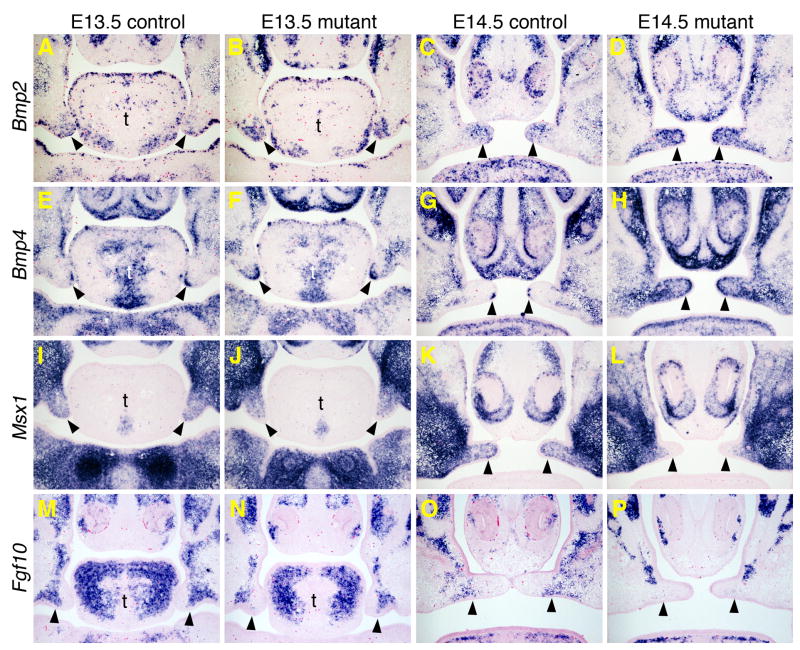 Fig. 6