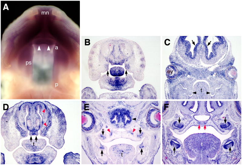 Fig. 1