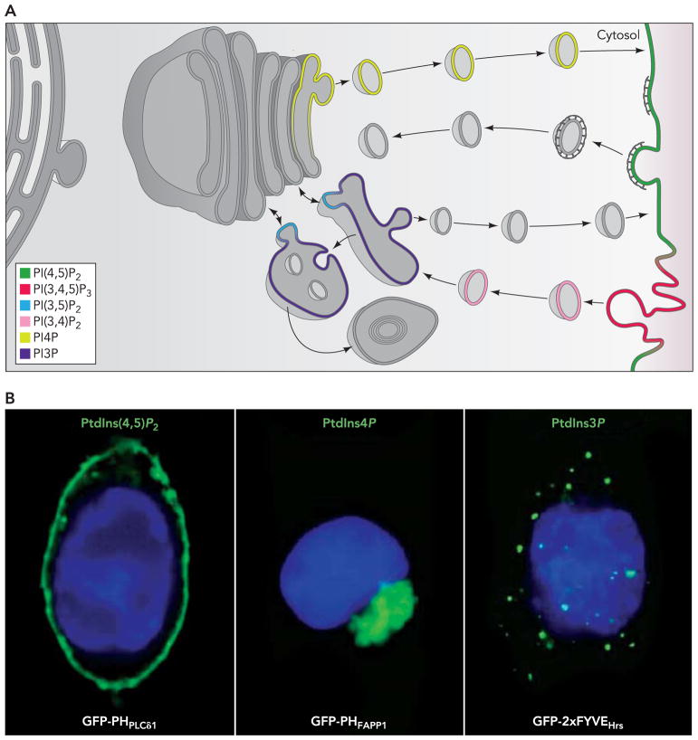 FIGURE 2