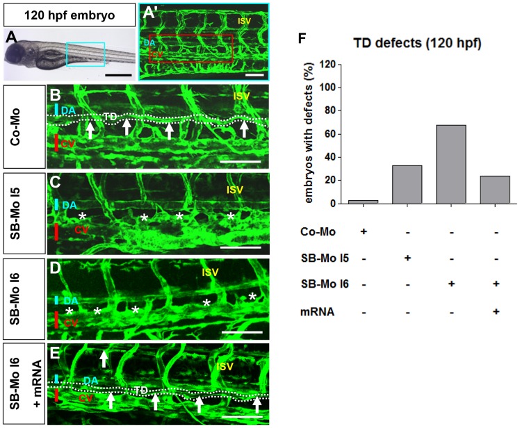 Figure 6