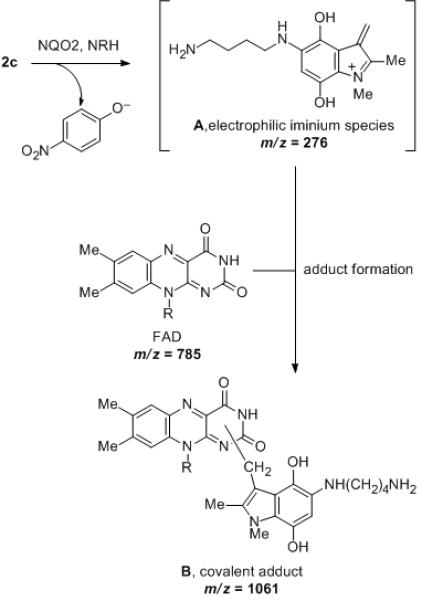 Scheme 2