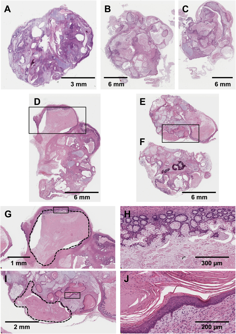 Fig. 4