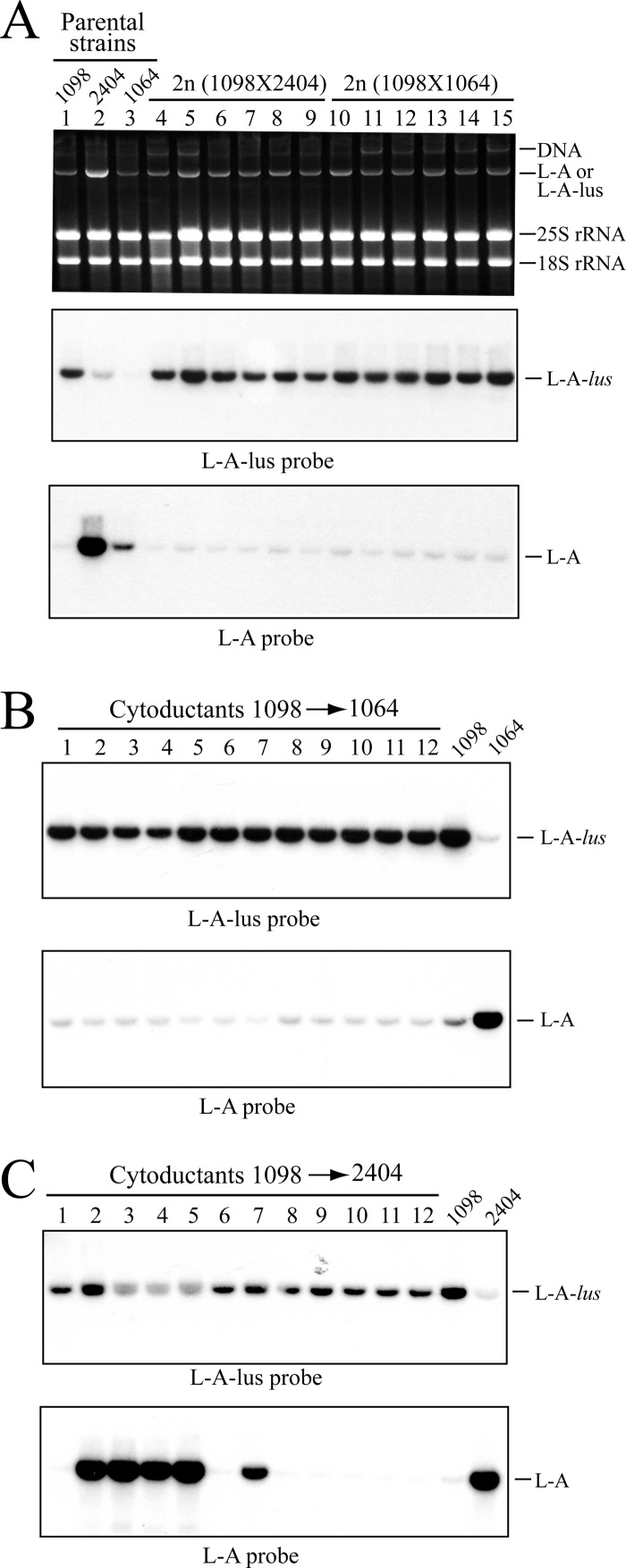 Fig 5