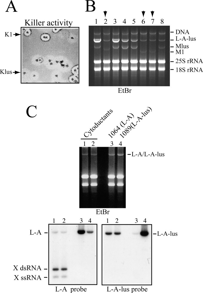 Fig 7