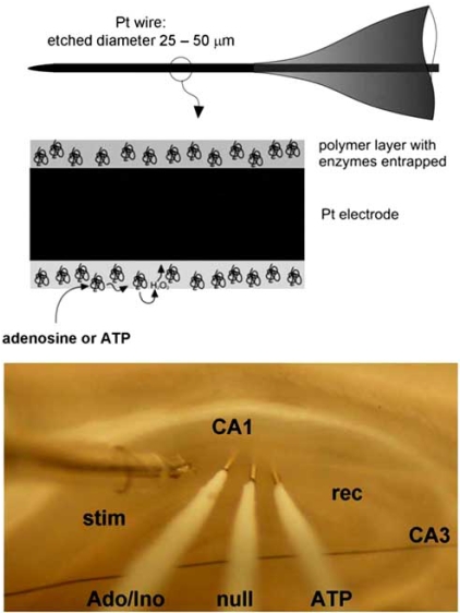 Fig. (5)